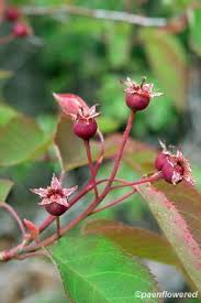 Attēlu rezultāti vaicājumam “Amelanchier spicata fruit”