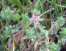 Attēlu rezultāti vaicājumam “Glaux maritima flower”