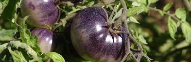 Afbeeldingsresultaat voor 1884 purple tomato