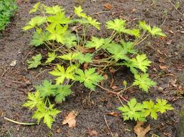 Image result for Geranium `Sandrine`