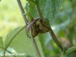 Attēlu rezultāti vaicājumam “Lasioptera rubi larva”