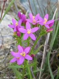 Attēlu rezultāti vaicājumam “Centaurium littorale leaf”