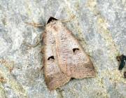 Attēlu rezultāti vaicājumam “Lygephila pastinum”