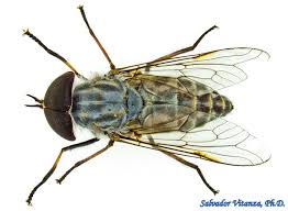 Attēlu rezultāti vaicājumam “Tabanidae”