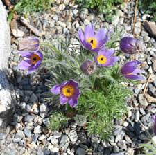 Attēlu rezultāti vaicājumam “Pulsatilla pratensis flower”