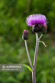 Attēlu rezultāti vaicājumam “Cirsium heterophyllum”