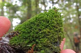 Attēlu rezultāti vaicājumam “Blepharostoma trichophyllum sporophyte”