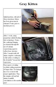 Kuvahaun tulos haulle bonsaikitten