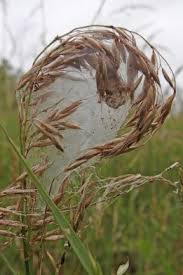 Attēlu rezultāti vaicājumam “Paidiscura pallens eggs”