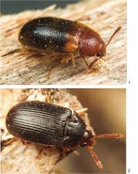 Attēlu rezultāti vaicājumam “Tetratoma ancora”