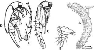 Attēlu rezultāti vaicājumam “Mordellidae”