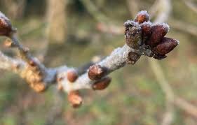 Attēlu rezultāti vaicājumam “Quercus robur bud”