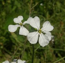 Attēlu rezultāti vaicājumam “Brassica napus flower”