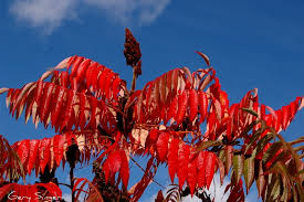 Attēlu rezultāti vaicājumam “Rhus typhina”