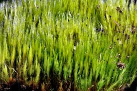 Attēlu rezultāti vaicājumam “Campylopus pyriformis”