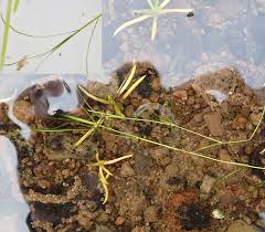 Attēlu rezultāti vaicājumam “Potamogeton rutilus”