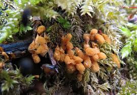 Attēlu rezultāti vaicājumam “Hemitrichia karstenii young”