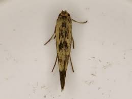 Attēlu rezultāti vaicājumam “Scythris limbella”