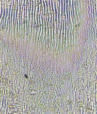 Attēlu rezultāti vaicājumam “Calliergonella lindbergii”