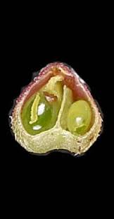 Attēlu rezultāti vaicājumam “Astragalus danicus fruit”