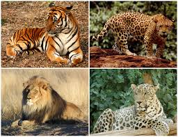 Afbeeldingsresultaat voor panters