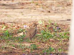 Image result for Turdus ruficollis