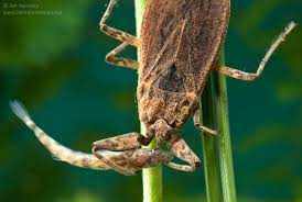 Attēlu rezultāti vaicājumam “Nepa cinerea nymph”