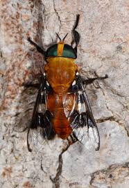 Attēlu rezultāti vaicājumam “Heptatoma pellucens”