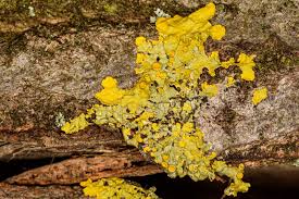 Attēlu rezultāti vaicājumam “Xanthoria fulva”