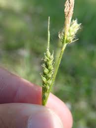 Attēlu rezultāti vaicājumam “Carex hirta fruit”