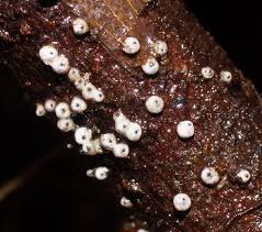 Attēlu rezultāti vaicājumam “Lasiosphaeria ovina”