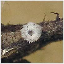 Attēlu rezultāti vaicājumam “Lachnella alboviolascens”