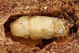 Attēlu rezultāti vaicājumam “Scolytus ratzeburgi”