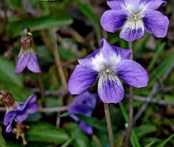 Attēlu rezultāti vaicājumam “Viola uliginosa”