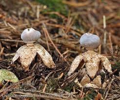 Attēlu rezultāti vaicājumam “Geastrum quadrifidum”