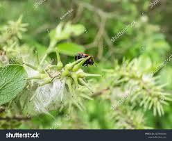 Attēlu rezultāti vaicājumam “Gonioctena viminalis”