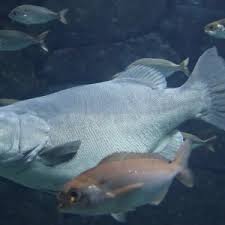 Image result for Polyprion americanus