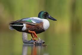 Attēlu rezultāti vaicājumam “Anas clypeata male”