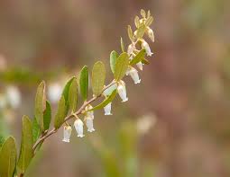 Attēlu rezultāti vaicājumam “Chamaedaphne calyculata leaf”