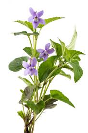 Attēlu rezultāti vaicājumam “Viola riviniana flower”