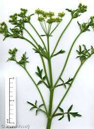 Image result for Pastinaca sativa