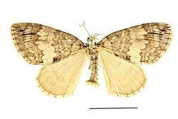 Attēlu rezultāti vaicājumam “Hydriomena impluviata”