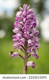 Attēlu rezultāti vaicājumam “Orchis militaris”
