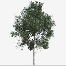 Attēlu rezultāti vaicājumam “Populus simonii”