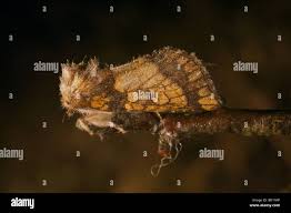 Attēlu rezultāti vaicājumam “Gortyna flavago”