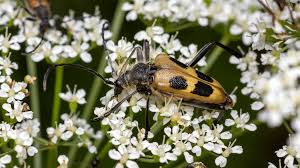 Attēlu rezultāti vaicājumam “Pachyta quadrimaculata”