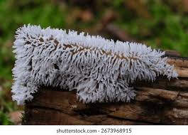 Attēlu rezultāti vaicājumam “Ceratiomyxa fruticulosa”