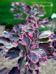 Attēlu rezultāti vaicājumam “Fagus sylvatica fo. purpurea flower”