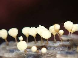 Attēlu rezultāti vaicājumam “Hemitrichia calyculata stalked”