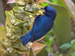 Attēlu rezultāti vaicājumam “Euura acutifoliae”